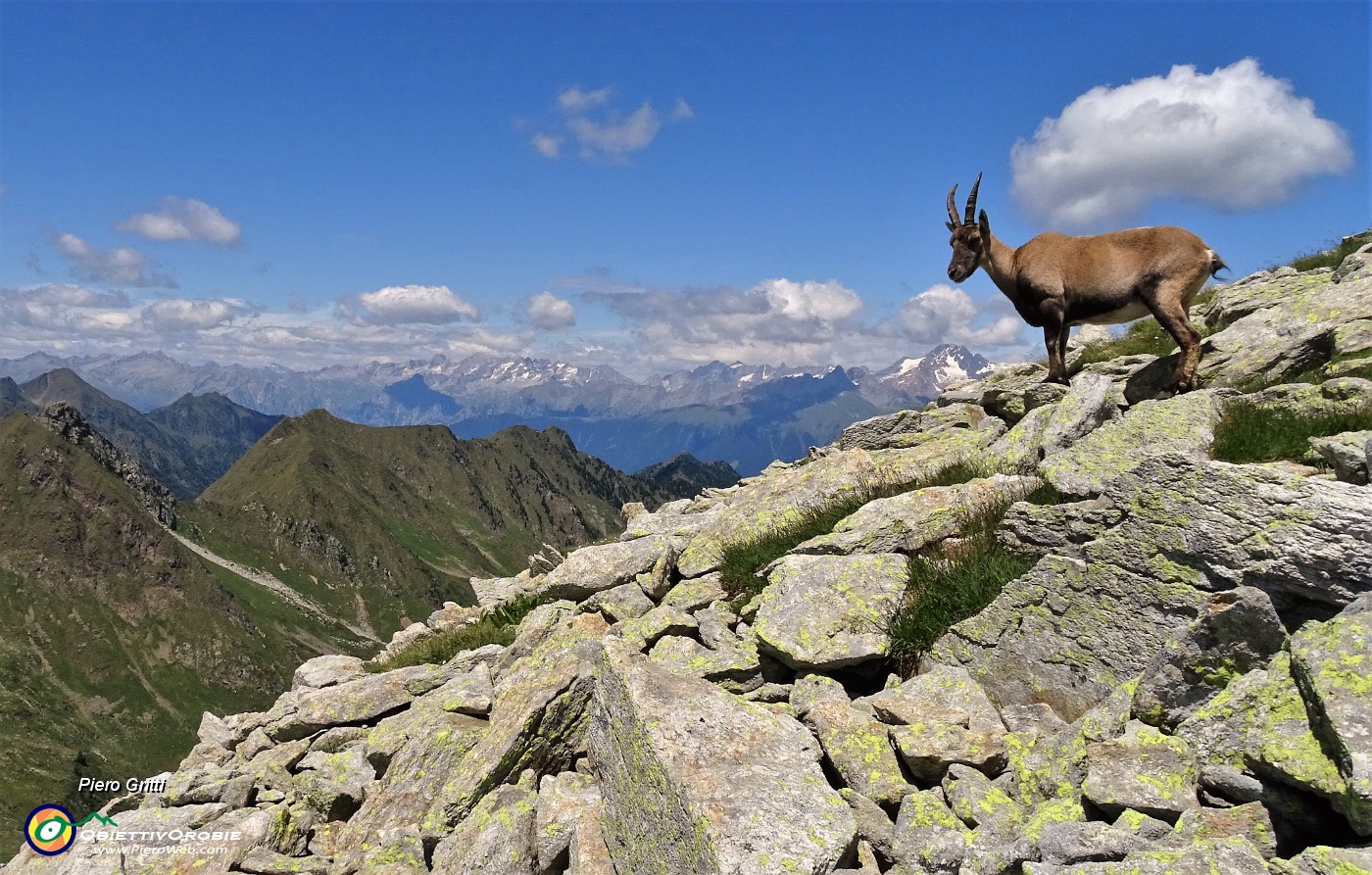 05 Stambecco (femmina) osserva sul sul versante valtellinese .JPG -                                